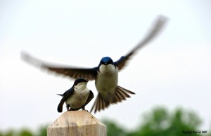 Tree Swallows center bird sig